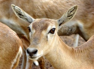 a little lovely deer is closely listening